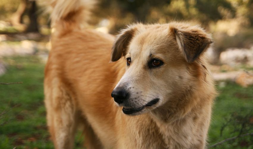 Essential Feeding Guidelines for Puppies and Adult Dogs: Everything You Need to Know